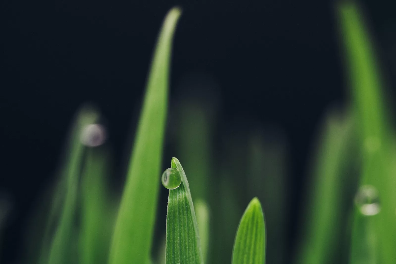 Photo by James Lee water droplets on green plant